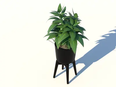 Dracaena and Pot 2 3D model