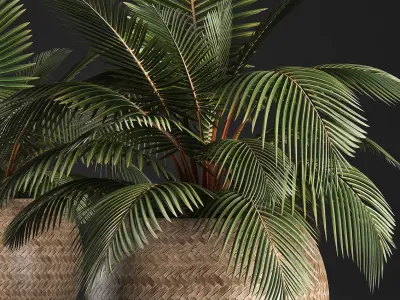 Decorative palm tree in the basket 3D model