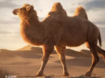 Bactrian Camel Rigged VFX Grace 3D model