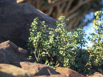 Maxtree Plant Models Vol 73 - Mesh 3D model