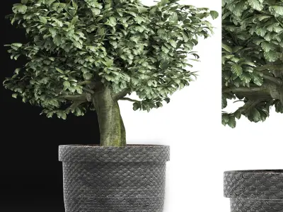 Plants Collection 171 Sageretia Theezans 3D model