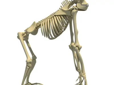 Gorilla Skeleton 3D model