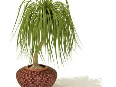 Indoor Decoration Plant 3D model