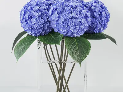 hydrangea 01 3D model
