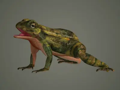 nature animal amphibians frog tree frog 3D model
