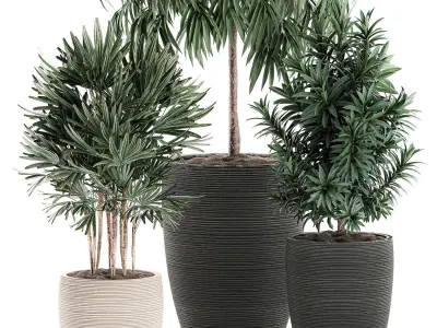 Decorative plants in a black flowerpot 577 3D model