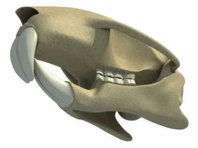 Detailed Squirrel Skull 3D model