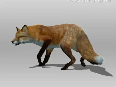 Red and Black Fox Animated with Fur 3D model