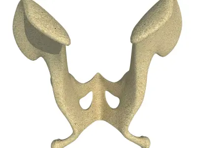 Camel Animal Pelvis  3D model