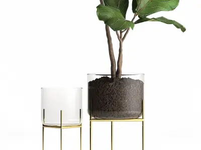 Ficus lyrata trees in a GLASS FLOWERPOT 959 3D model