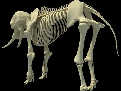 Skeleton of an African Elephant  3D model