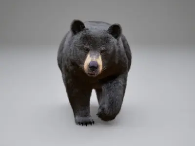 Black Bear Animated UNREAL project  Maya base rig 3D model