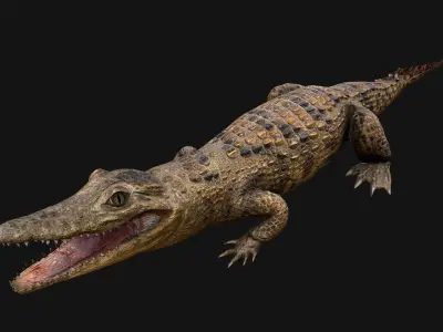 Crocodile Low-poly 3D model