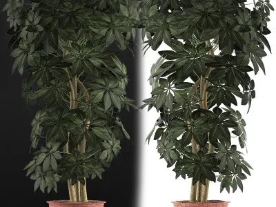 Plants Collection 64 3D model