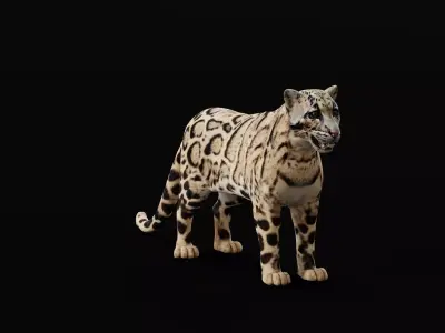 Clouded Leopard Wild Cat 3D model
