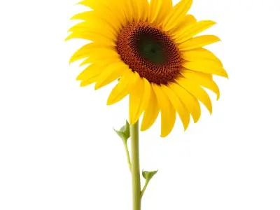 Golden Sunflower model pack Low-poly 3D model