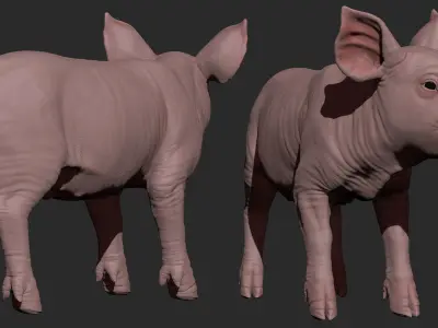 Highpoly Realistic Pig Sculpted in Zbrush 2019 3D model