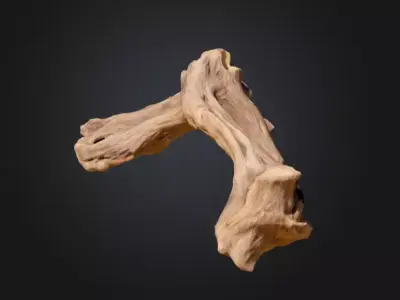 Twisted Driftwood Arch Low-poly 3D model