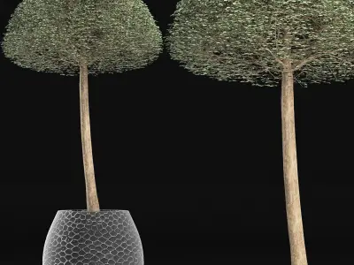 Plants Collection 151 Ligustrum Lucidum 3D model