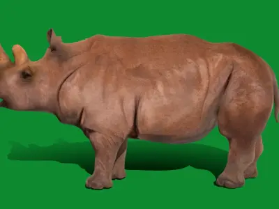 Northern White Rhinoceros Low-poly 3D model