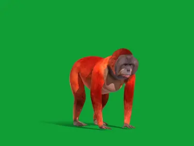 Orangutan  Low-poly 3D model