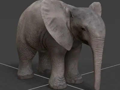 baby Elephant  3D model