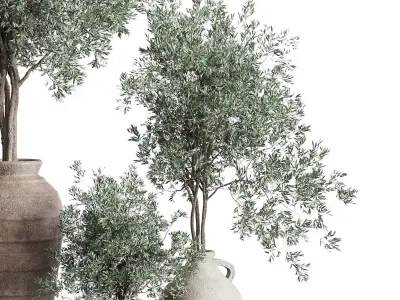Olive tree in an old earthenware vase indoor collection 278 3D model