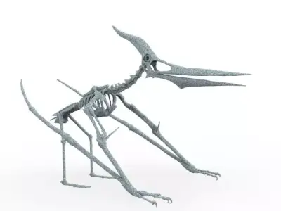 Pteranodon Skeleton 3D print model