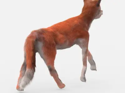 Red Fox Low-poly 3D model