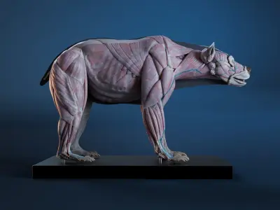 Digital Grizzly bear anatomy Atlas for Artists and creature FX Low-poly 3D model