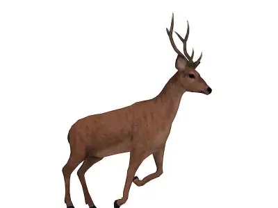 animated deer stag elk Low-poly 3D model