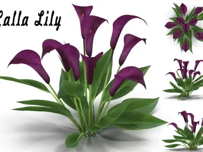 Calla Lily Burgundy 3D model