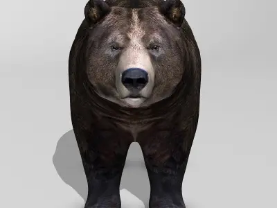 Brown Bear 3D model