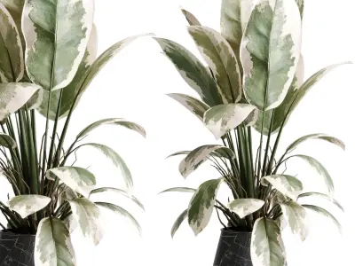 Collection  indoor plant set 05