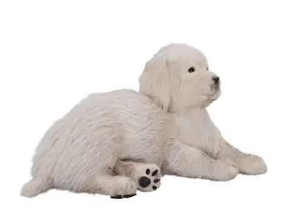Labrador puppy 3D model