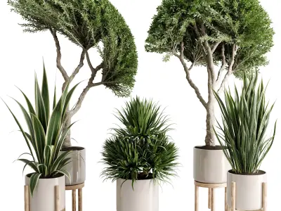 Tree Palm Dracaena in a vase ceramic - Indoor plant set 714 3D model