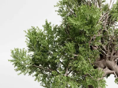 indoor plant 432 plant tree vase dirty concrete 3D model