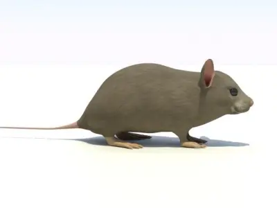 Mouse - animal 3D model