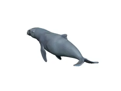 Sea Lion Low-poly 3D model