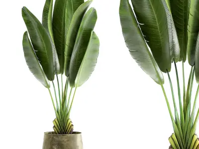 Ravenala in a rust pot for the interior 926 3D model