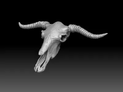 Cow Scull 3D print model