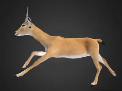 Oribi Antelope Realistic  3D model