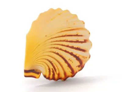 Natural Seashell Textured model pack Low-poly 3D model