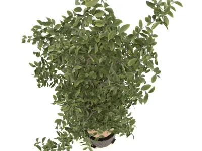 decoration flower-02 Low-poly 3D model