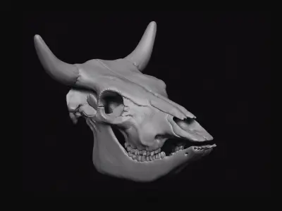 Cattle Skull 3D model
