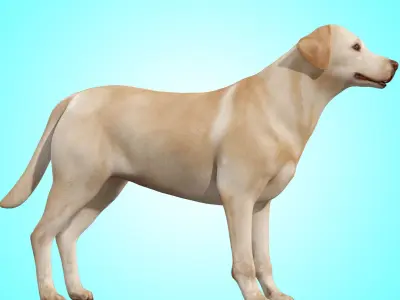 Dog - Labrador Retriever Rig 3D model