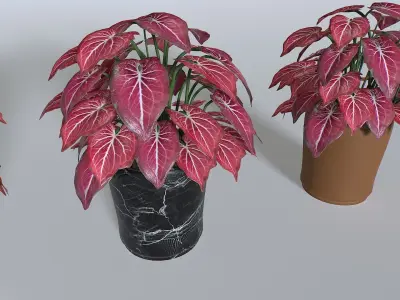 Pot Tropical Plant Pack 4 Low-poly 3D model