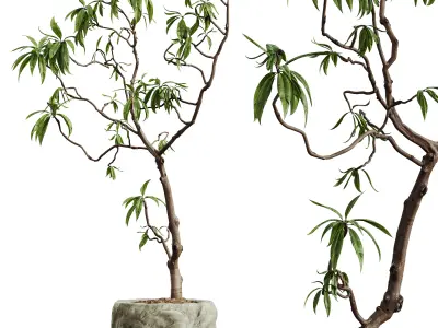 AV HousePlants Japandi Minimalism Ficus Dracaena Marginata04 3D model