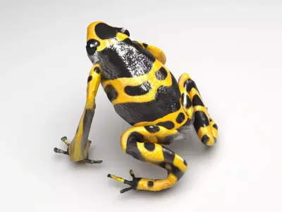 Yellow and Black Poison Dart Frog 3D model