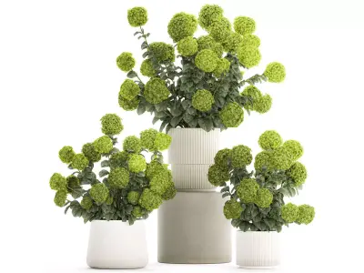 Beautiful Hydrangea bushes in a flower pot for home 1296 3D model